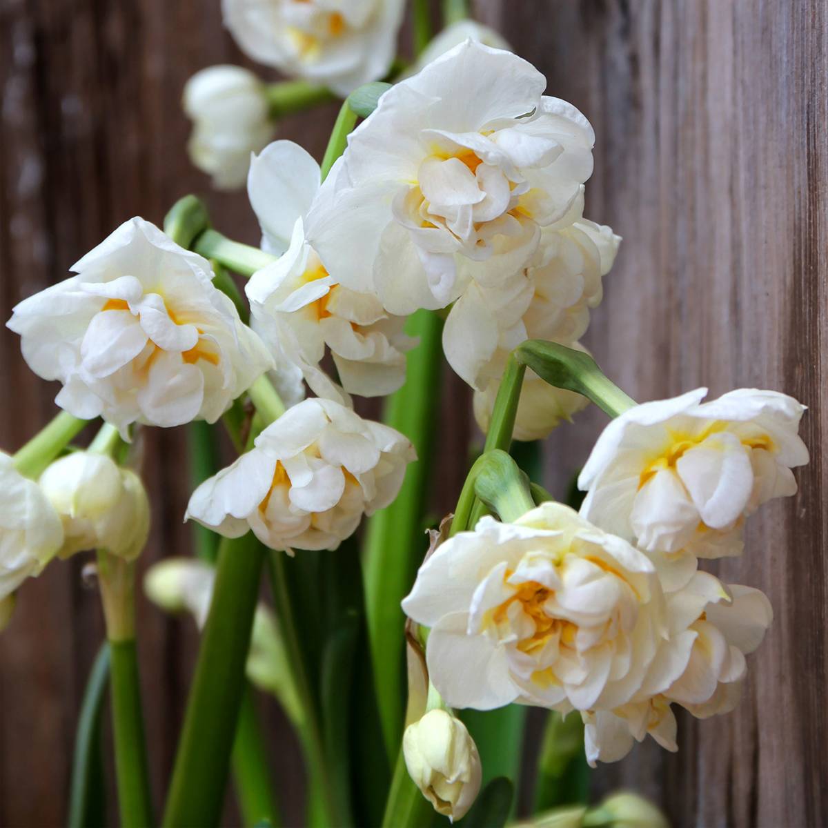 Promesse de Fleurs - Narcisse Bridal Crown Bulbe calibre 14/16 (par 10)