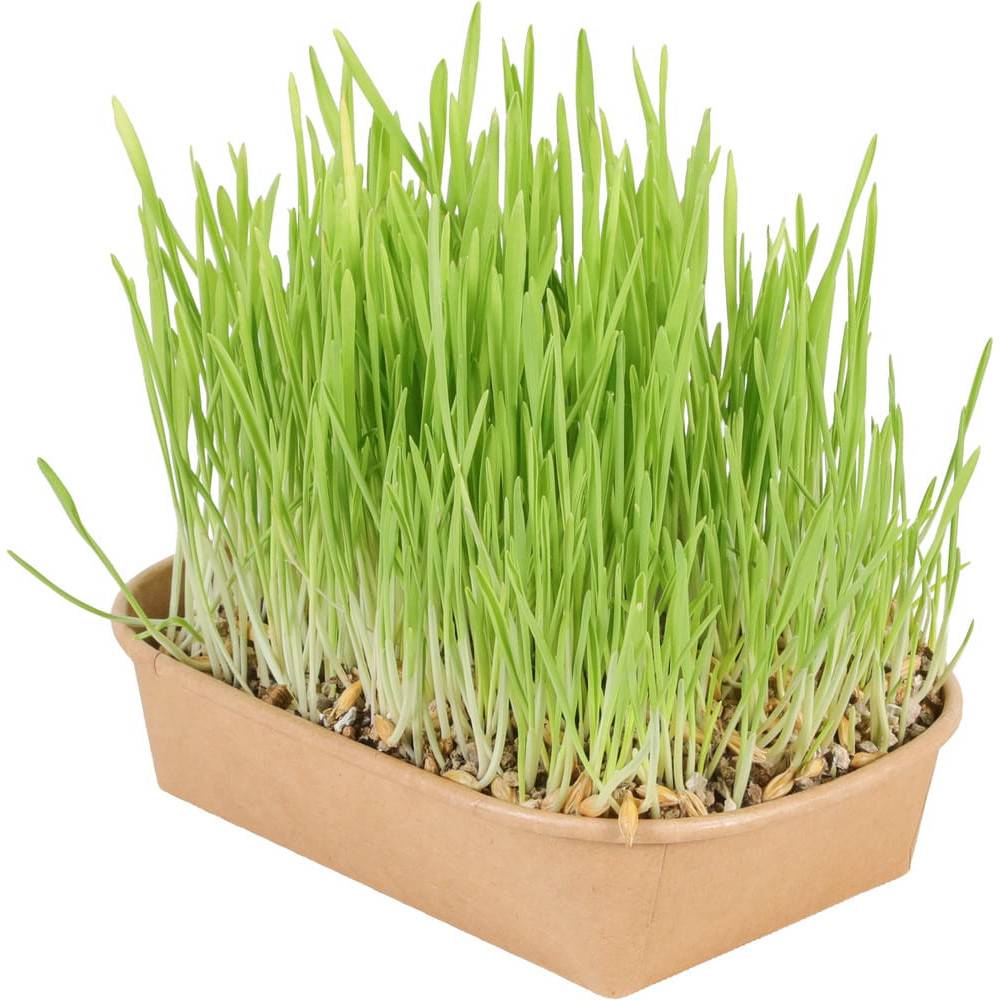 Zolux - Herbe à chat Zolux - kit de culture dépurative prêt à l'emploi 190 g - Réf. 481551 - Image 7