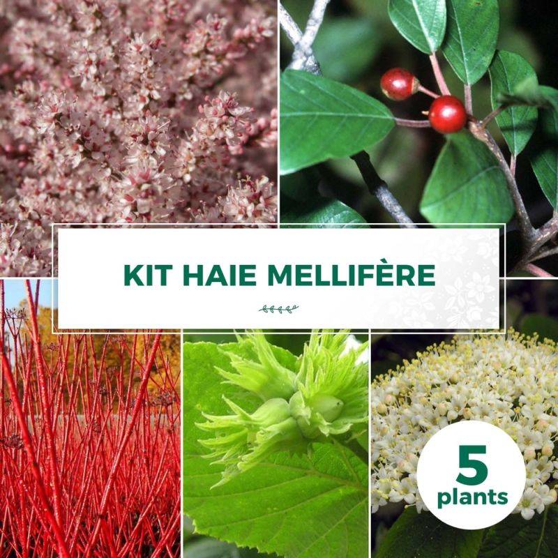 Haie Mellifère - 5 arbustes -  - Pépinières Naudet - Imagen 1