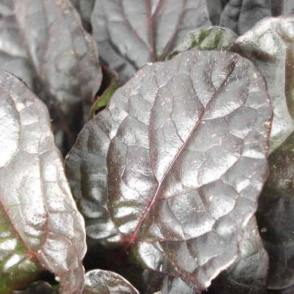 Bugle rampante - Ajuga reptans Atropurpurea Pot de 2L/3L