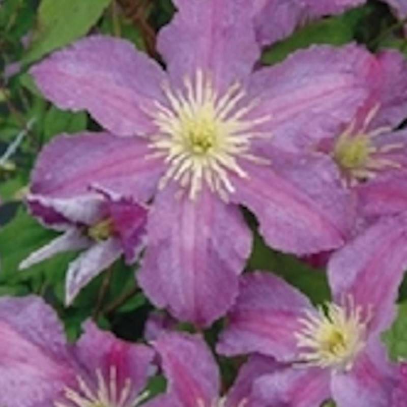 Clématite Jolly Good® 'Zojogo' à fleurs Rose - feuillage Caduc - Pot de 2L - Tuteur bambou 60/90 cm-  hauteur à maturité De 2,50 m à 3,00 m - Imagen 1