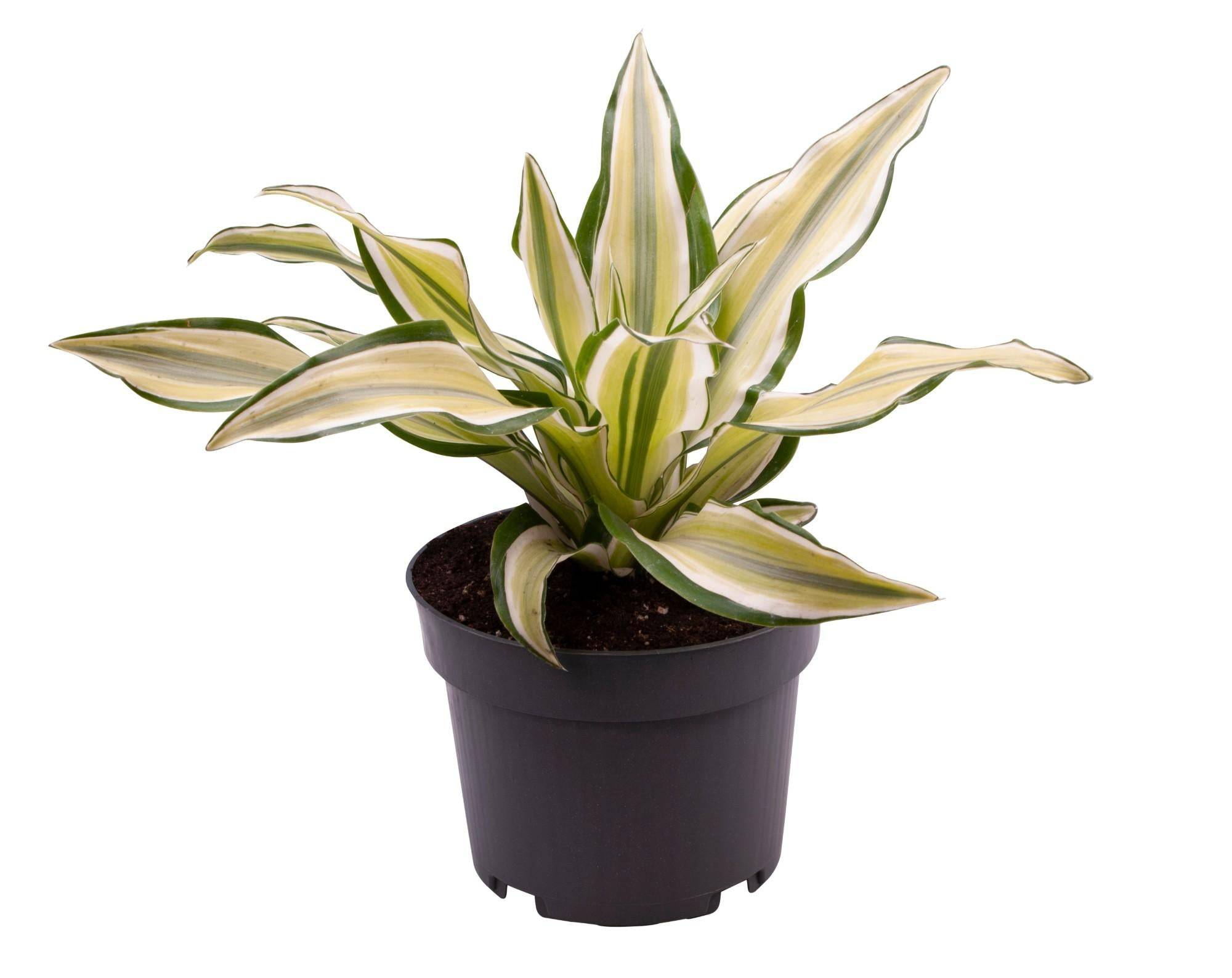 La Green Touch - Dracaena Malaika 22cm - Plante d'intérieur- La Green Touch - Imagen 2