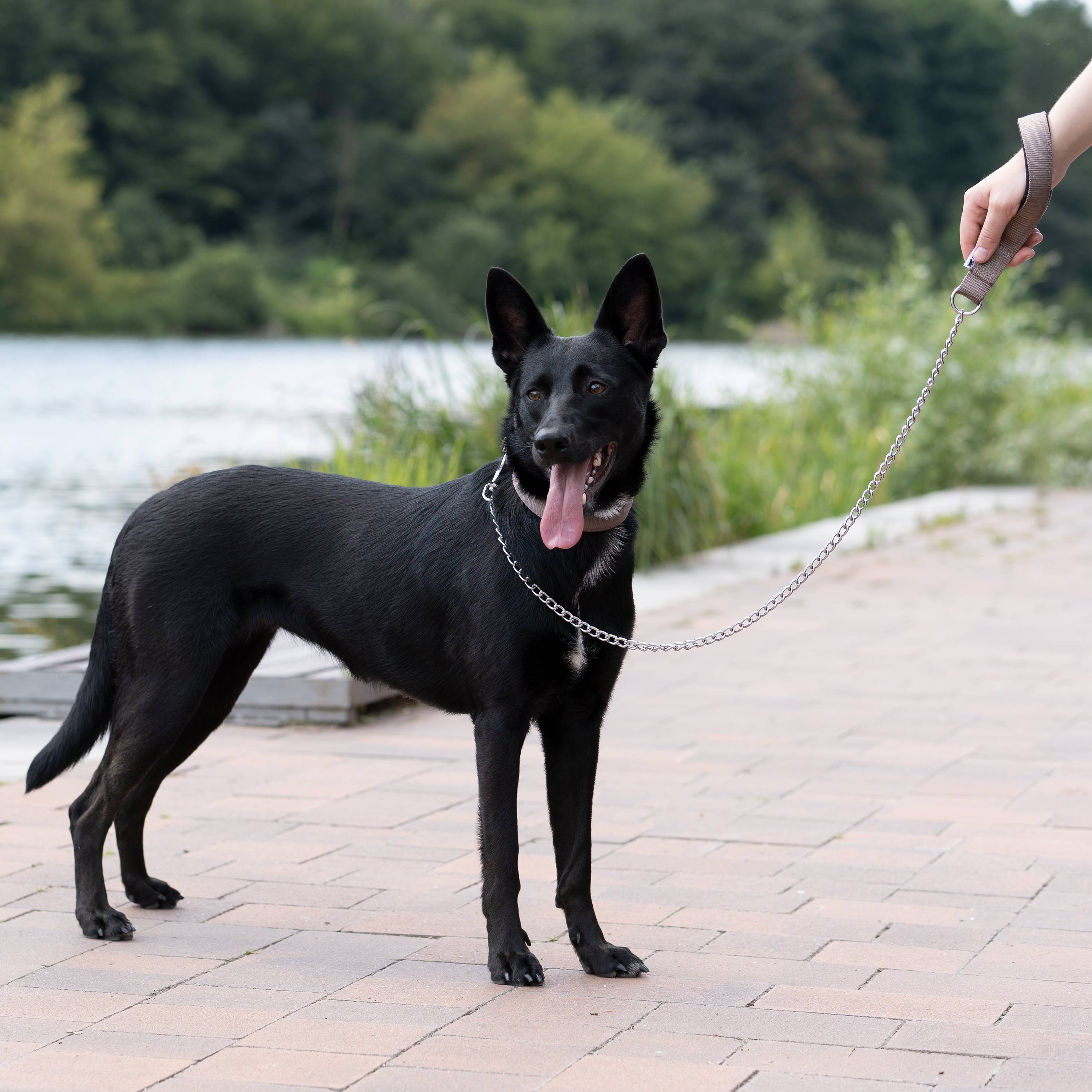 Ferplast - Laisse pour chien Ferplast DAYTONA, Laisse courte pour chiens de taille moyenne/grande, chaîne métallique anti-morsure, poignée confortable en nylon, - Imagen 3