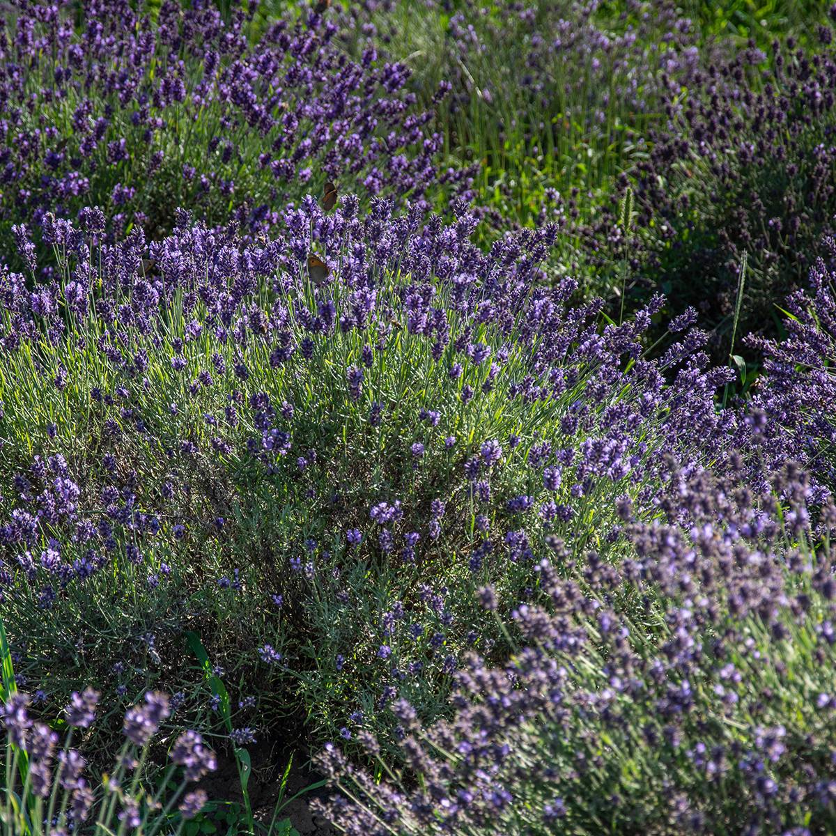 Promesse de Fleurs - Lavande vraie - Lavandula angustifolia Havana Godet de 8/9 cm
