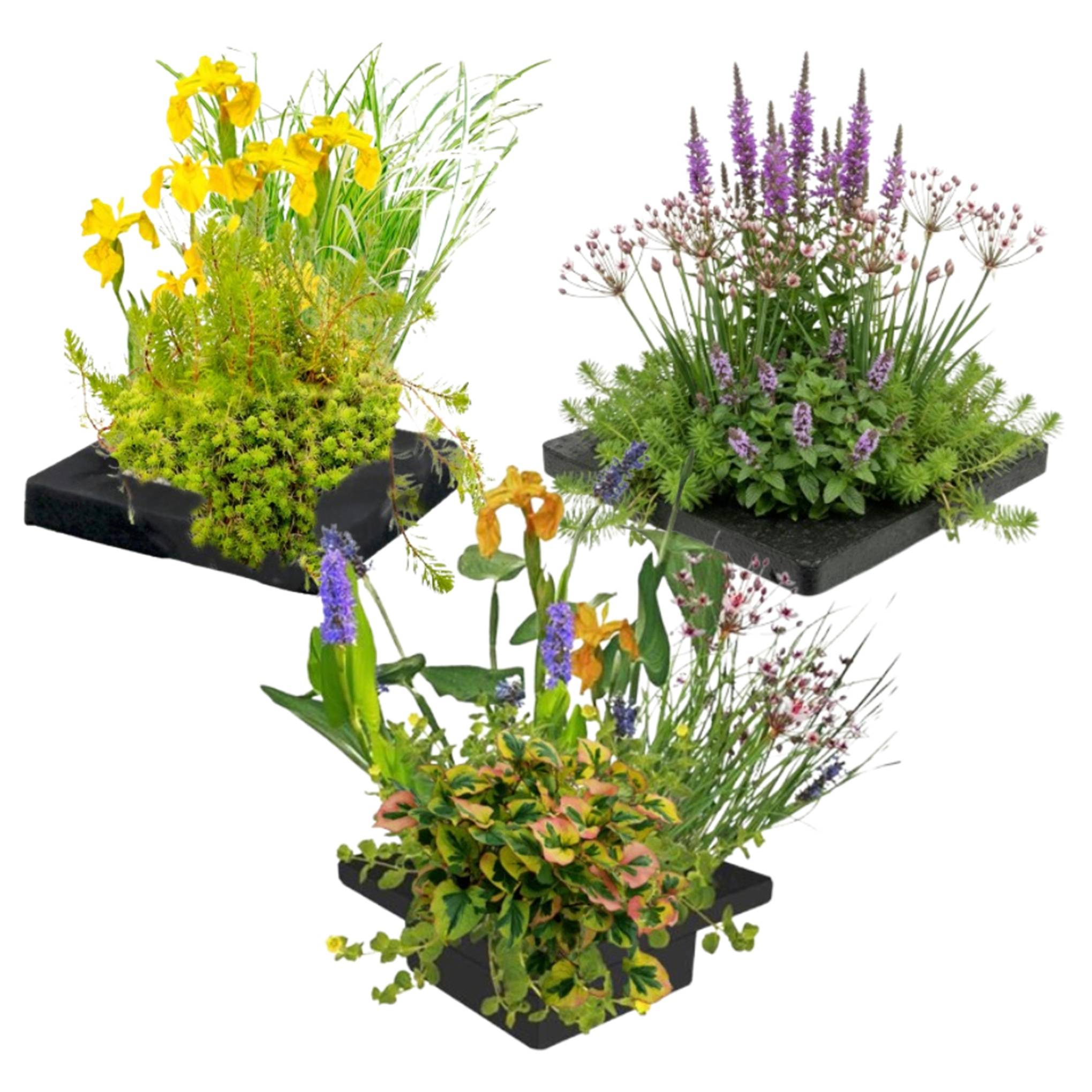 0 - Set Île Plantes Bassin 3 pièces - Système Complet 12 Plantes Aquatiques