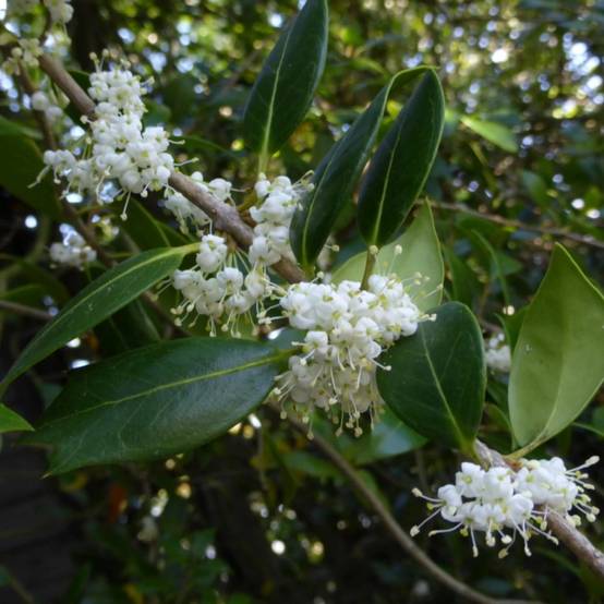 Osmanthe heterophyllus, Osmanthus à fleurs Blanche - feuillage Persistant - Pot de 3L - 40/60 cm- hauteur à maturité De 2,50 m à 3,00 m - Image 1