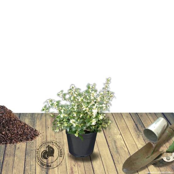 Osmanthe heterophyllus, Osmanthus à fleurs Blanche - feuillage Persistant - Pot de 3L - 40/60 cm- hauteur à maturité De 2,50 m à 3,00 m - Image 6