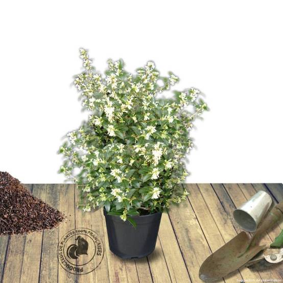 Osmanthe heterophyllus, Osmanthus à fleurs Blanche - feuillage Persistant - Pot de 3L - 40/60 cm- hauteur à maturité De 2,50 m à 3,00 m - Image 7