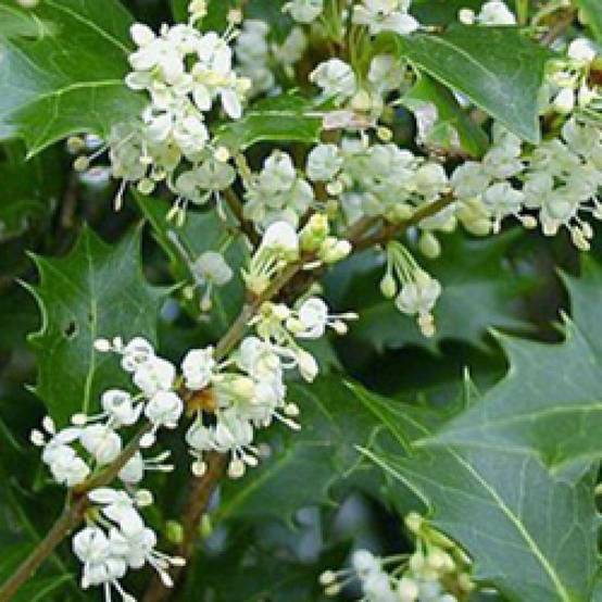 Osmanthe heterophyllus, Osmanthus à fleurs Blanche - feuillage Persistant - Pot de 3L - 40/60 cm- hauteur à maturité De 2,50 m à 3,00 m - Image 2