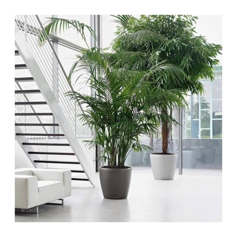 Lechuza - Pot De Fleur Lechuza Classico Premium 60 - Kit Complet, Taupe Brillant - Imagen 5