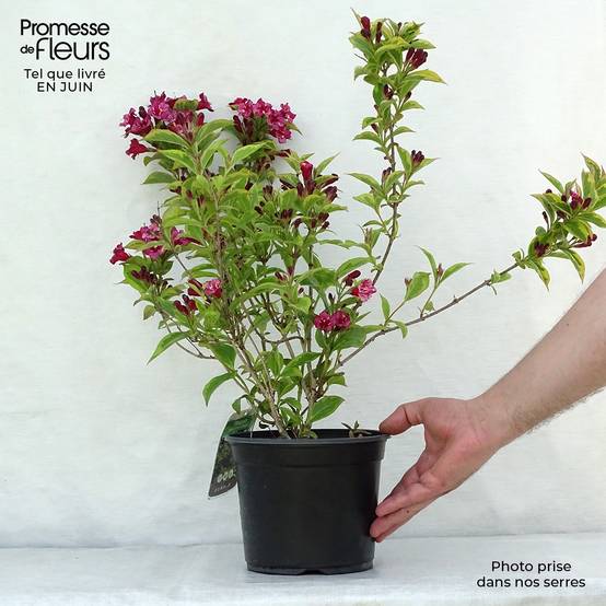 Weigela florida Brigela Pot de 2L/3L - Image 2