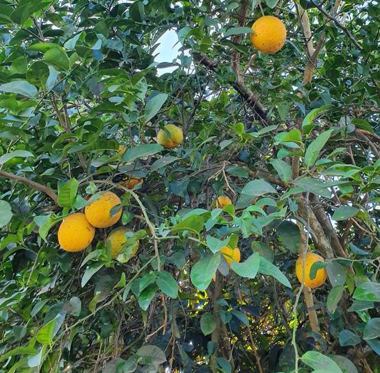 0 - Agrumes citrus lipo ( Citrus limon x Citrus paradisii) entre le citron et le pomelo Pot de 4 litres - 30/50 cm - Image 2