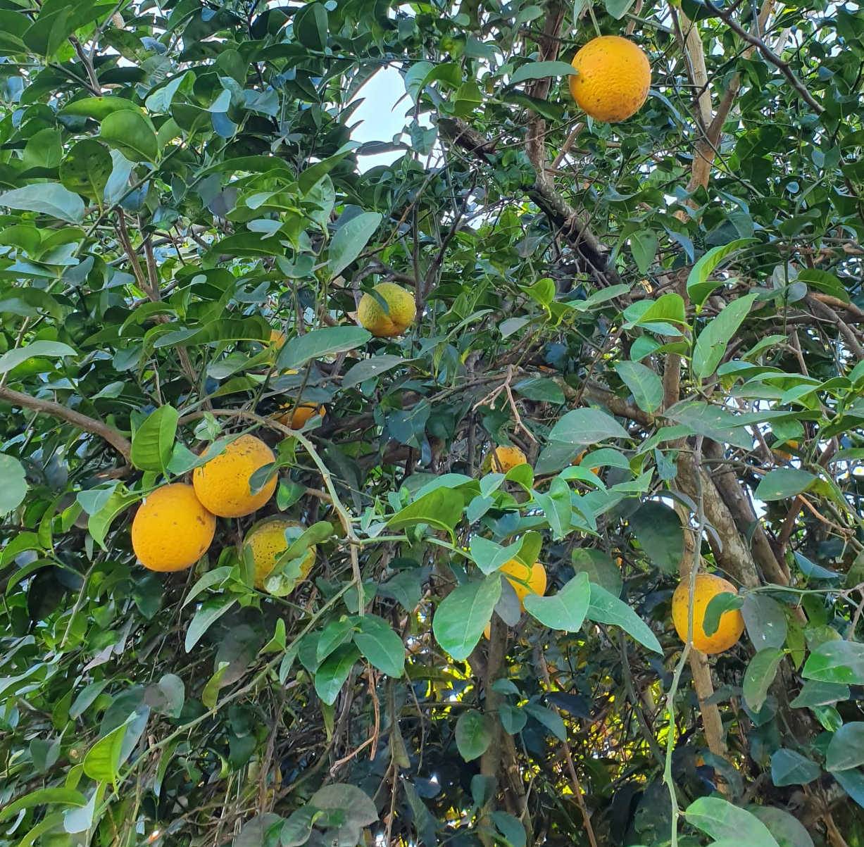 0 - Agrumes citrus lipo ( Citrus limon x Citrus paradisii) entre le citron et le pomelo Pot de 4 litres - 30/50 cm - Image 2
