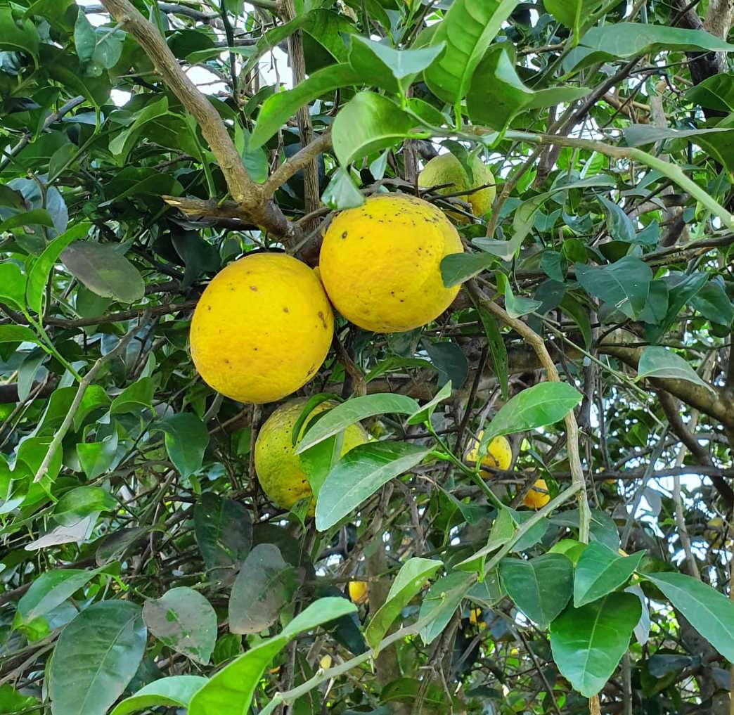 0 - Agrumes citrus lipo ( Citrus limon x Citrus paradisii) entre le citron et le pomelo Pot de 4 litres - 30/50 cm - Image 1