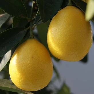 Limequat - Citrus x floridana Pot de 3L/4L, Touffe