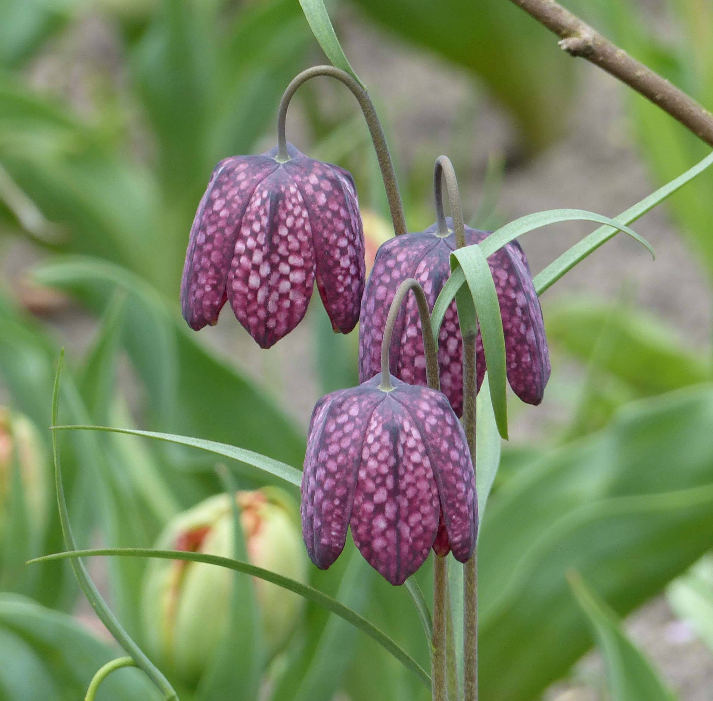 Promesse de Fleurs - Fritillaire pintade - Fritillaria meleagris  Godet de 8/9 cm calibre 6+