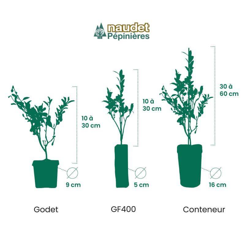 Figuier 'Candy black' (Ficus carica 'Candy black') - Conteneur 1,5L - Pépinières Naudet - Imagen 2