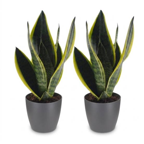 La Green Touch - Sansevieria Future Superb - Langue de belle-mère - Lot de 2 plantes - Avec cache-pot gris - Pot Ø12 cm, H 35 cm - Image 2