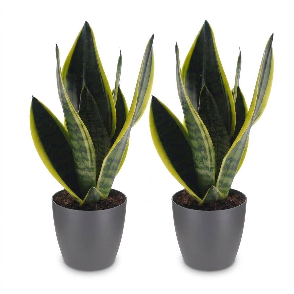 La Green Touch - Sansevieria Future Superb - Langue de belle-mère - Lot de 2 plantes - Avec cache-pot gris - Pot Ø12 cm, H 35 cm - Image 2