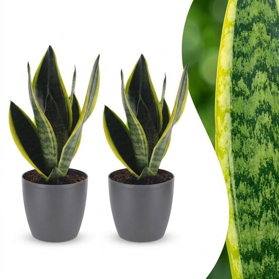 La Green Touch - Sansevieria Future Superb - Langue de belle-mère - Lot de 2 plantes - Avec cache-pot gris - Pot Ø12 cm, H 35 cm - Image 1