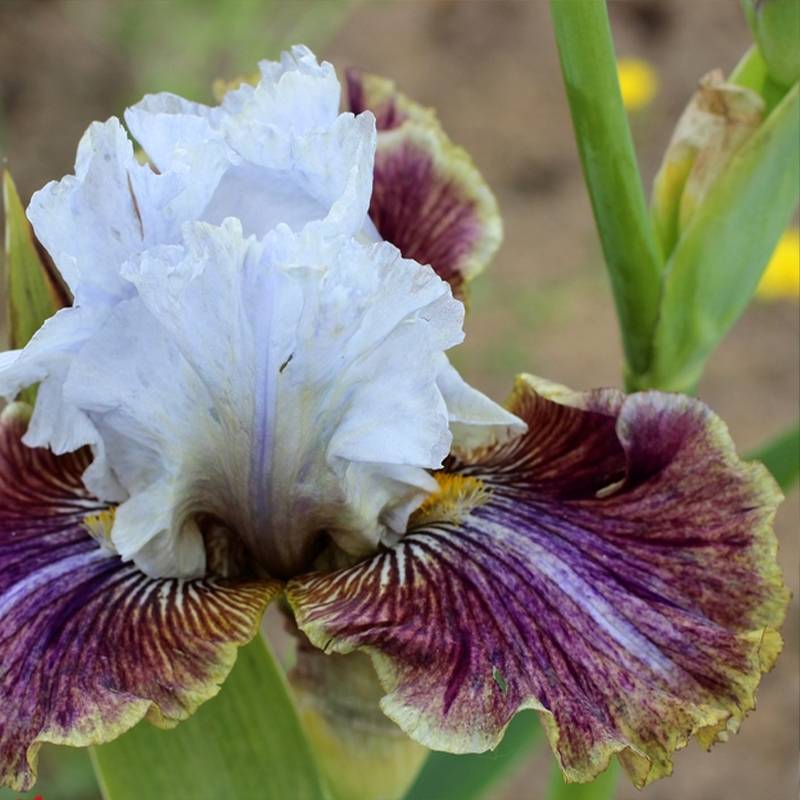 Promesse de Fleurs - Iris germanica Coloration Végétale - Iris des Jardins Rhizome