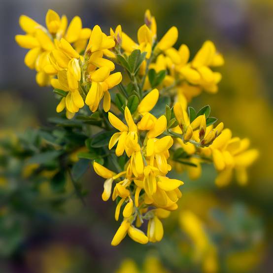 Promesse de Fleurs - Genista Porlock - Genêt Pot de 2L/3L - Image 1