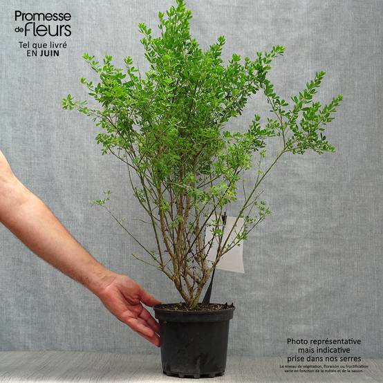 Promesse de Fleurs - Genista Porlock - Genêt Pot de 2L/3L - Image 2