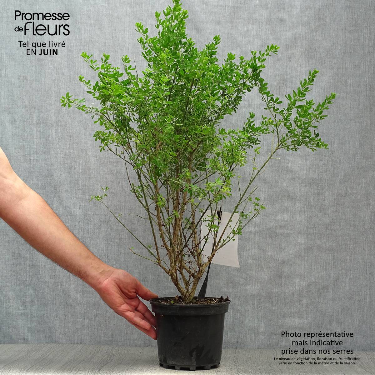 Promesse de Fleurs - Genista Porlock - Genêt Pot de 2L/3L - Image 2
