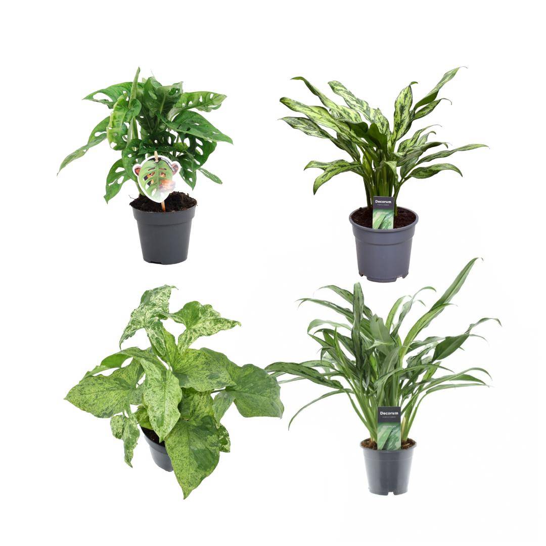 Coffret 4 plantes dépolluantes rares- La Green Touch - Imagen 2