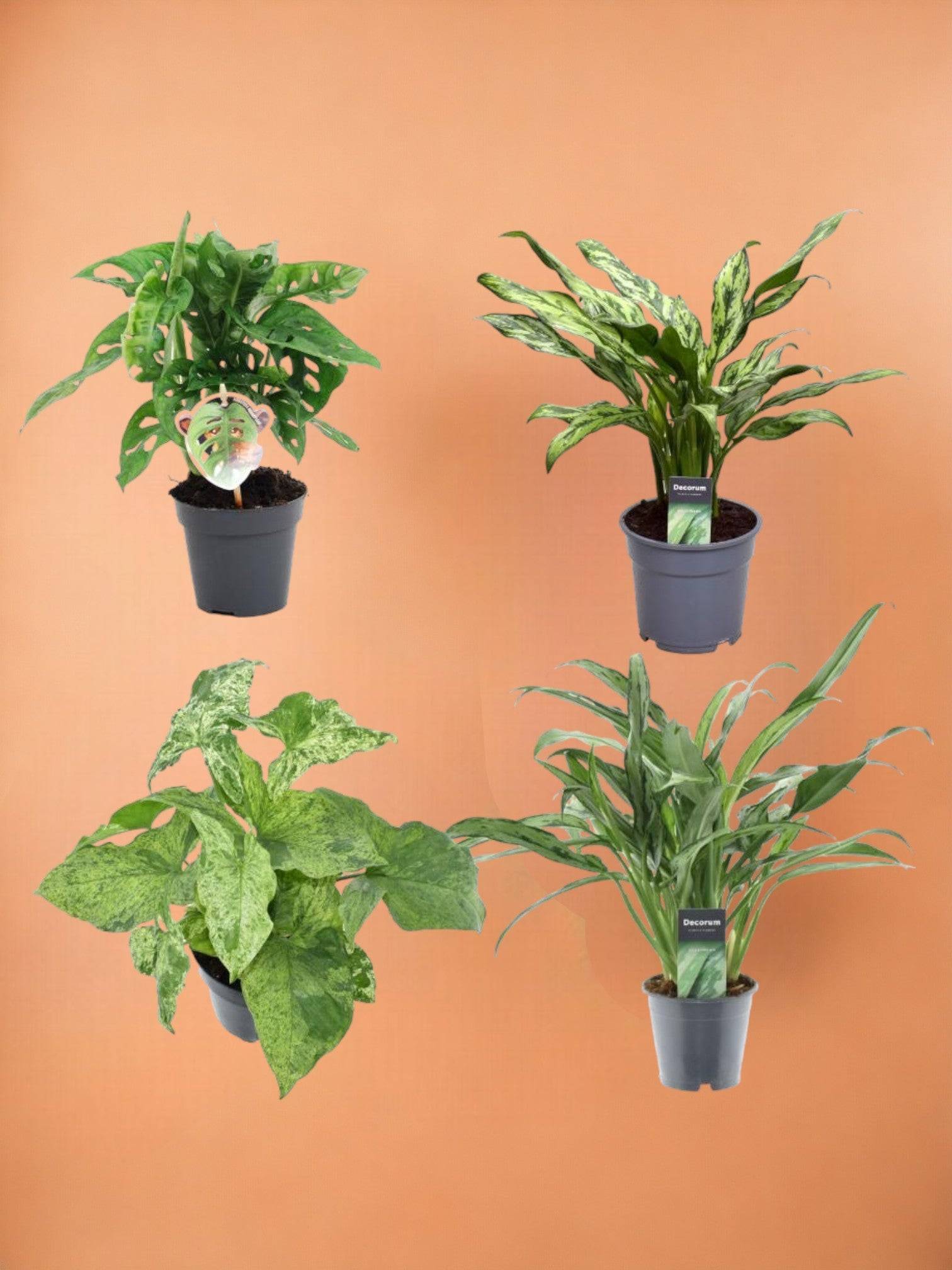 Coffret 4 plantes dépolluantes rares- La Green Touch - Imagen 1
