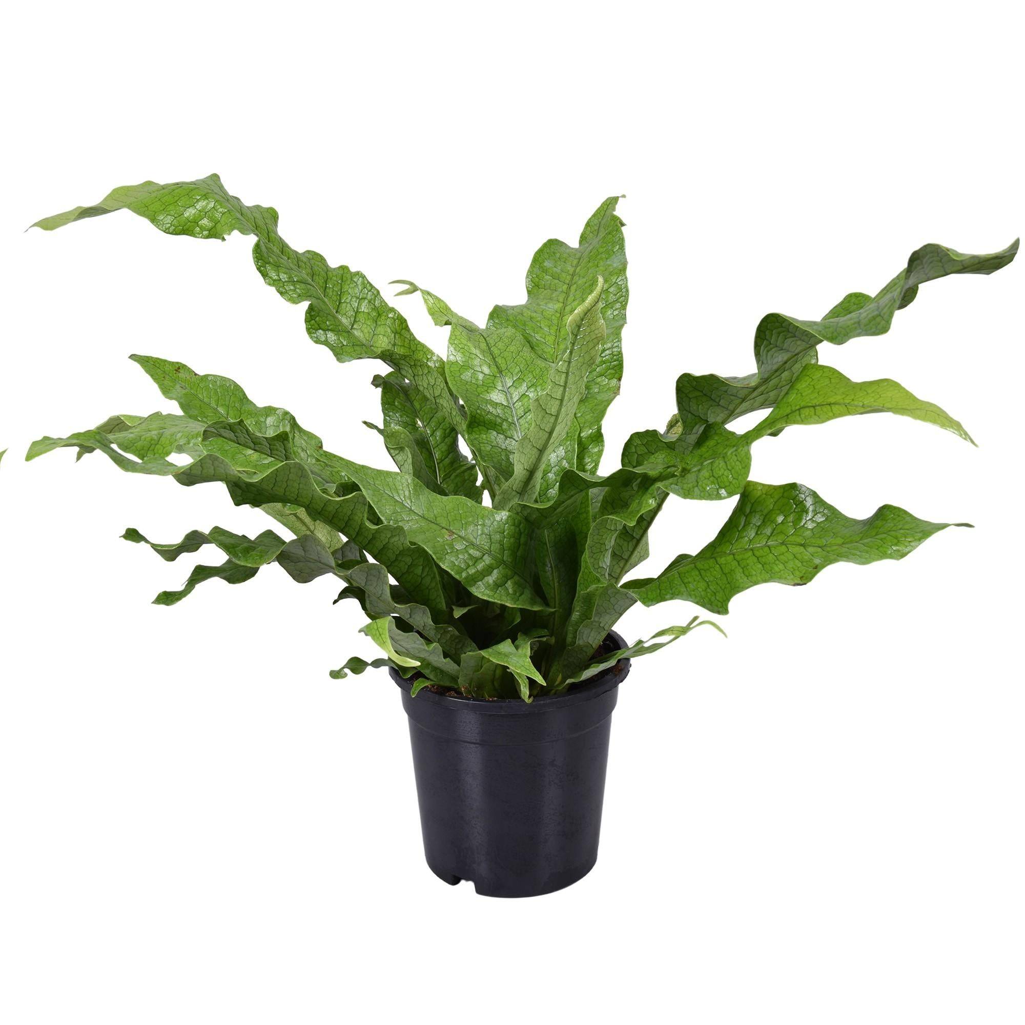 La Green Touch - Microsorum Crocodyllus 45cm - Plante d'intérieur- La Green Touch - Imagen 2