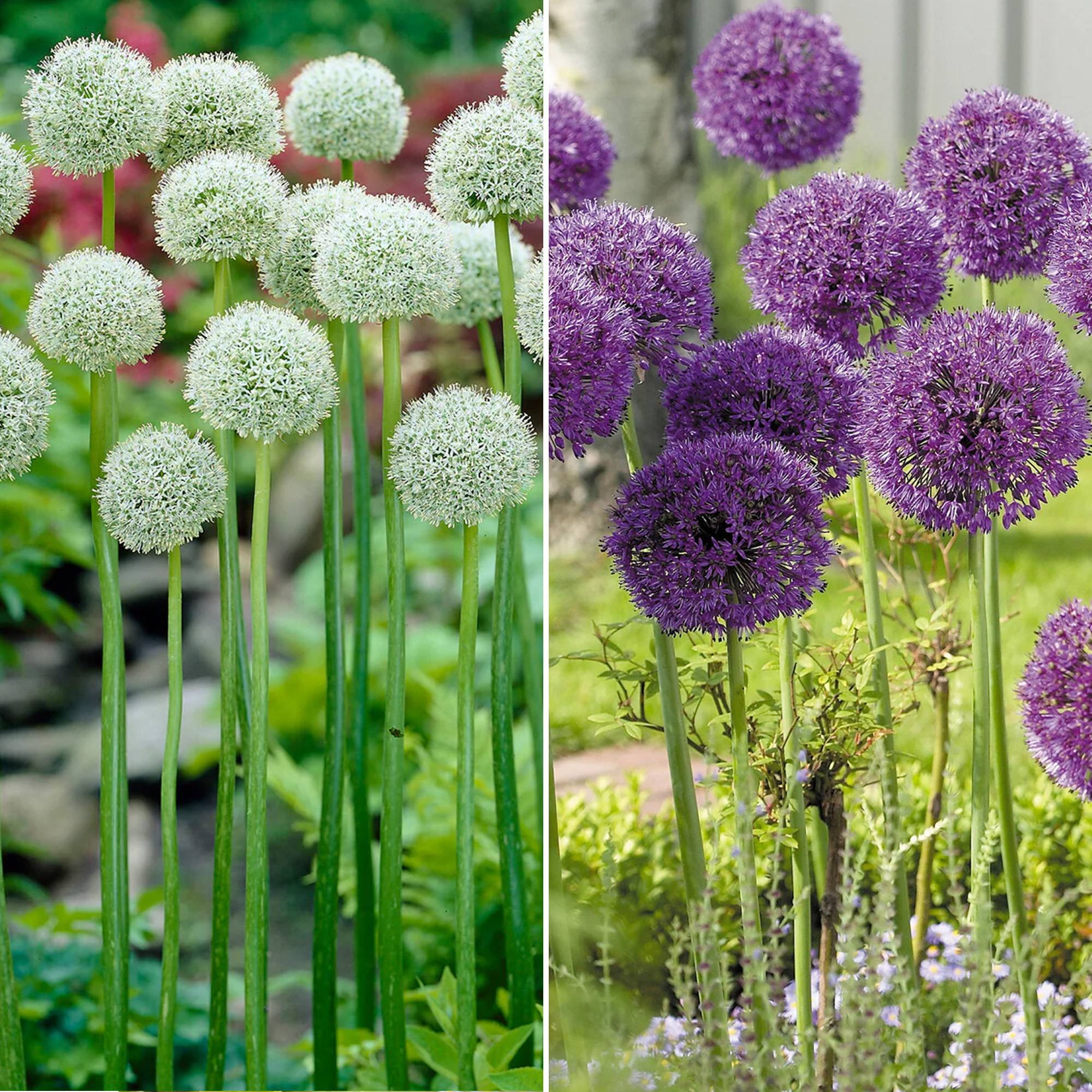 Gardenersdream - Jardin de bulbes Mélange d'Allium - Bulbes à fleurs colorées d'extérieur Allium Nectaroscordum (80 bulbes) - Imagen 4