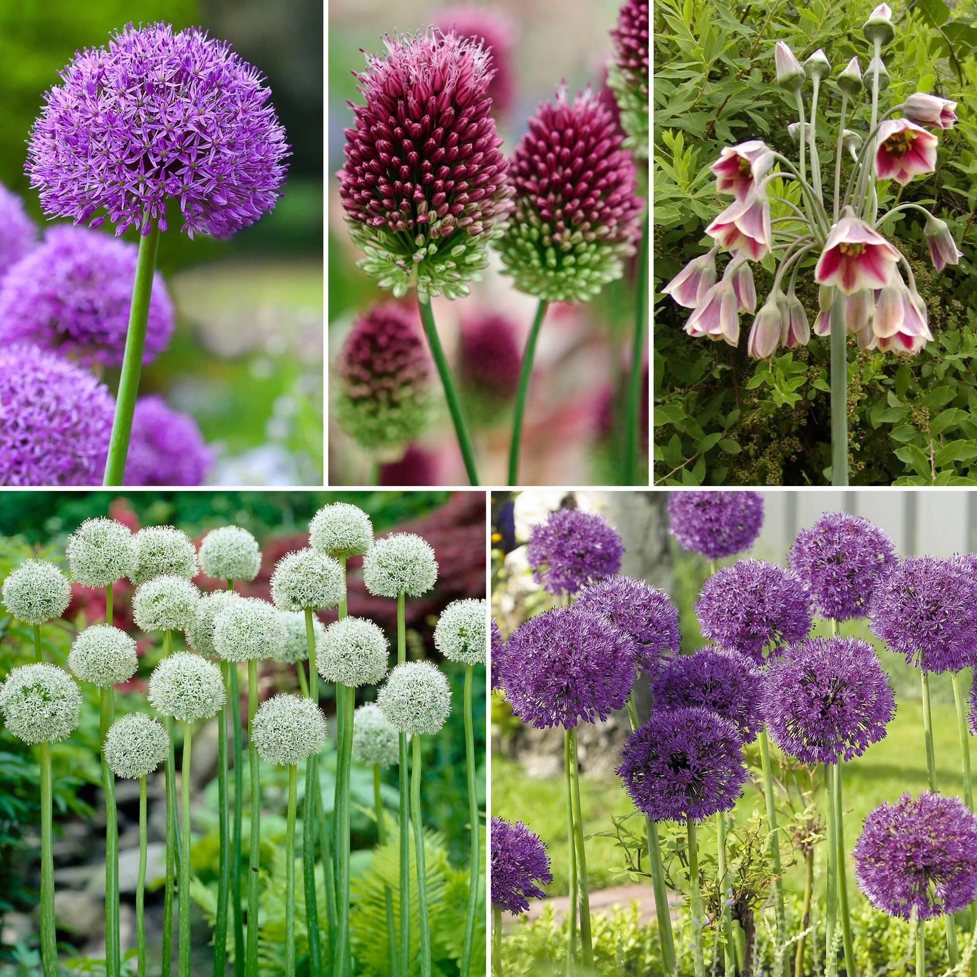 Gardenersdream - Jardin de bulbes Mélange d'Allium - Bulbes à fleurs colorées d'extérieur Allium Nectaroscordum (80 bulbes) - Imagen 2