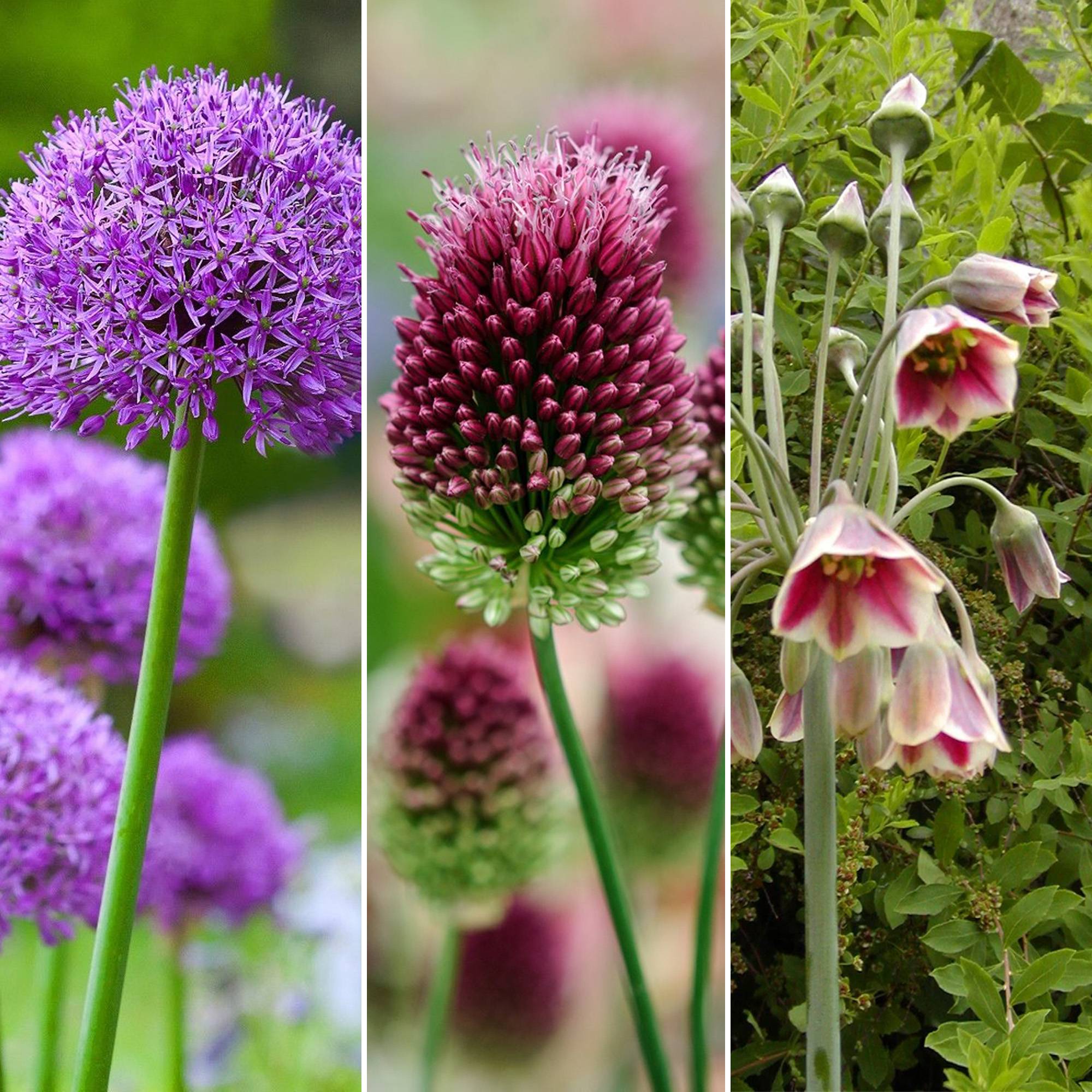 Gardenersdream - Jardin de bulbes Mélange d'Allium - Bulbes à fleurs colorées d'extérieur Allium Nectaroscordum (80 bulbes) - Imagen 3