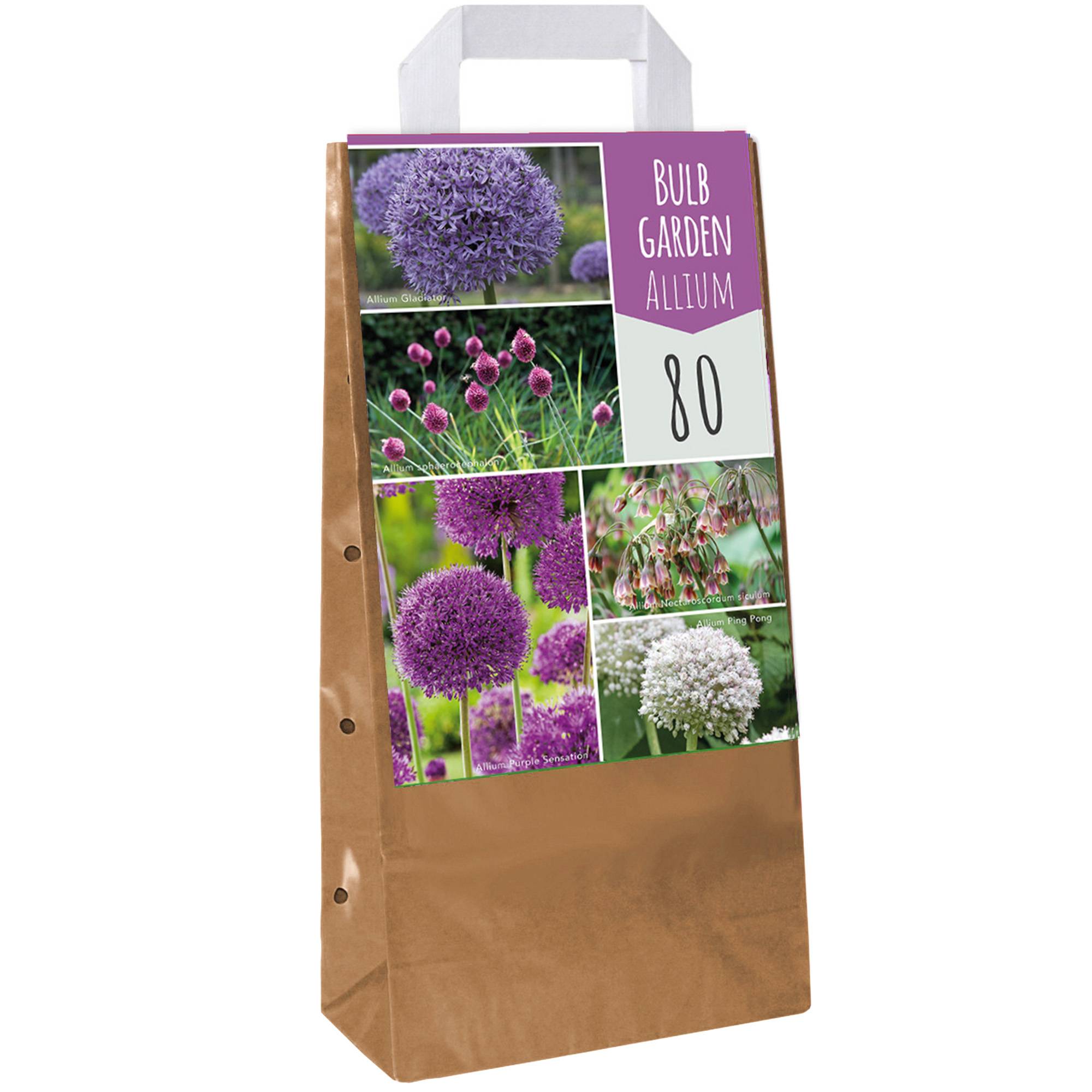 Gardenersdream - Jardin de bulbes Mélange d'Allium - Bulbes à fleurs colorées d'extérieur Allium Nectaroscordum (80 bulbes) - Imagen 1