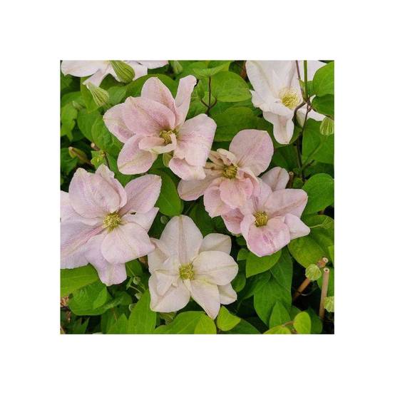 Clématite Innocent blush ® à fleurs Rose - feuillage Caduc - - hauteur à maturité De 2,50 m à 3,00 m - Image 1