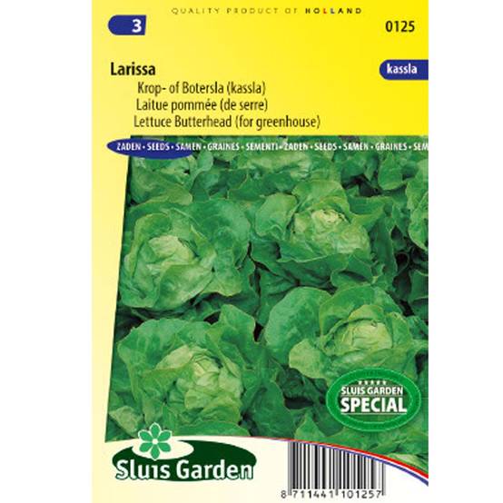 Laitue pommée Kassla John - Lactuca sativa le sachet de 165 graines environ