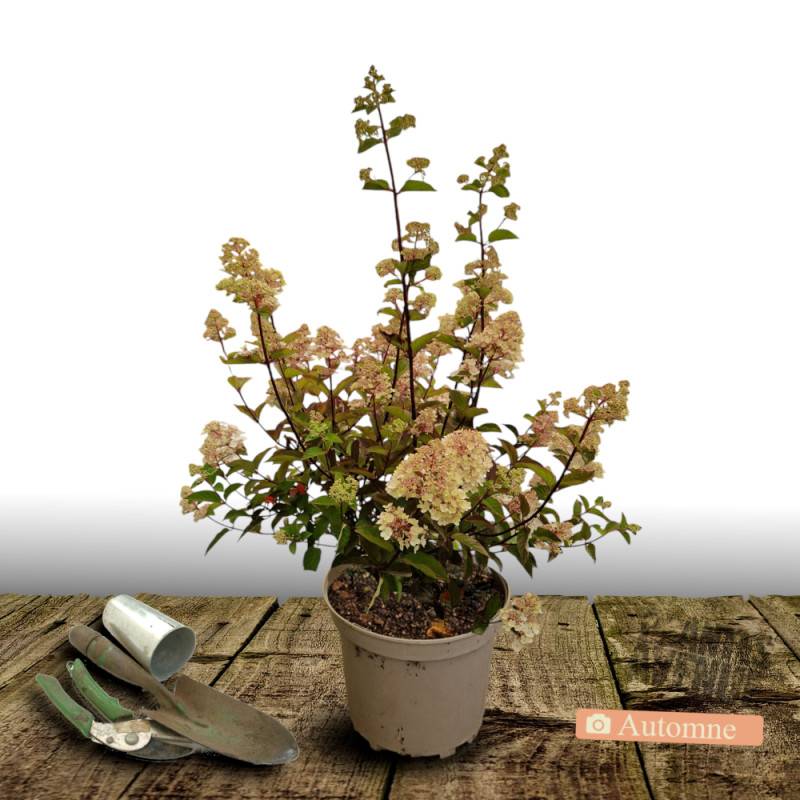 Hortensia paniculata Magical® Sweet Summer 'Bokrathirteen', Hydrangea paniculata à fleurs Rose/Blanche - feuillage Caduc - Pot de 7,5L - 60/80 cm - Image 2