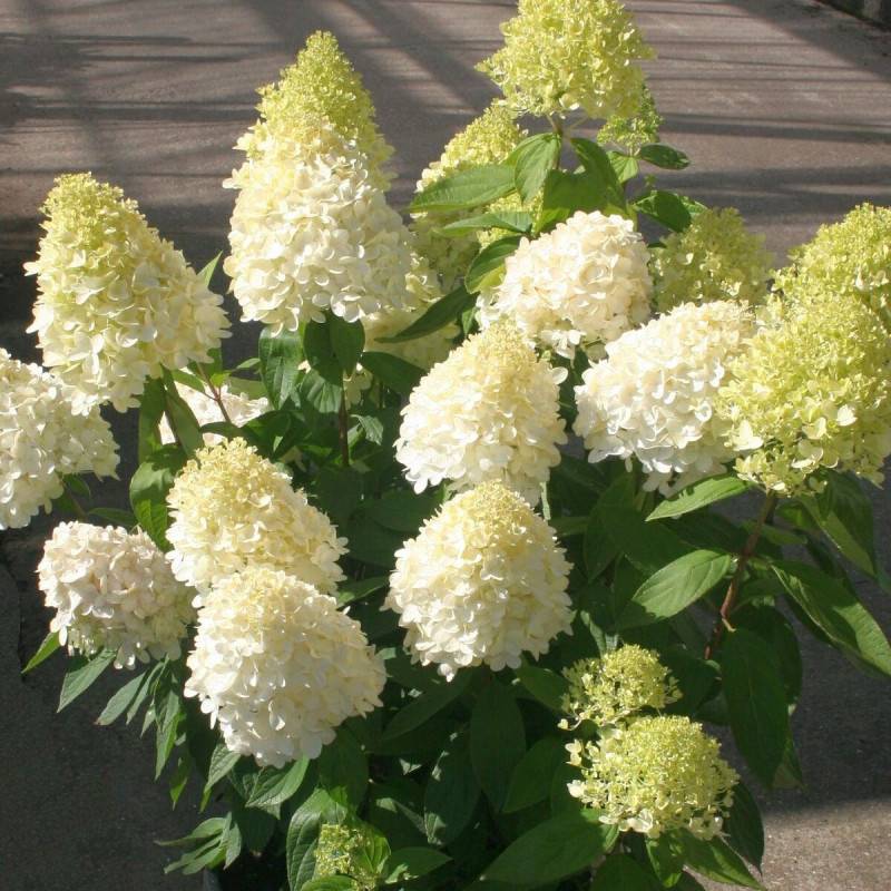 Hortensia paniculata Magical® Sweet Summer 'Bokrathirteen', Hydrangea paniculata à fleurs Rose/Blanche - feuillage Caduc - Pot de 7,5L - 60/80 cm - Image 1