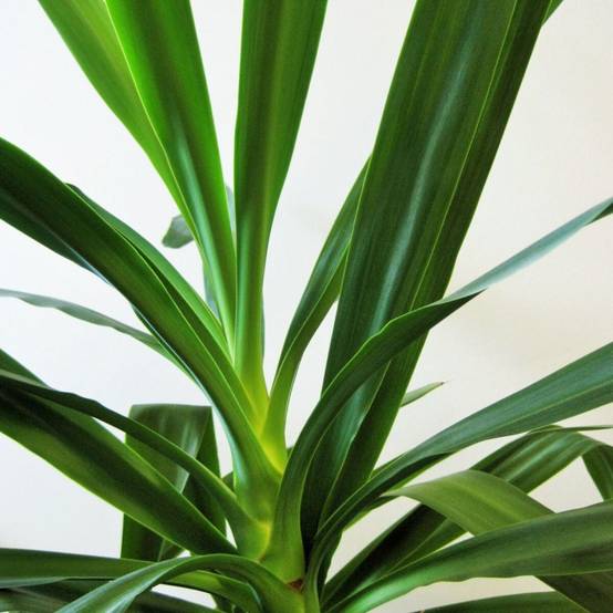 Yucca filamenteux à fleurs Blanche/ - feuillage Persistant - Pot de 5L