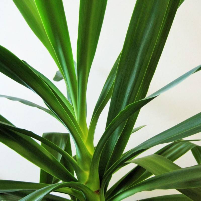 Yucca filamenteux à fleurs Blanche/ - feuillage Persistant - Pot de 5L