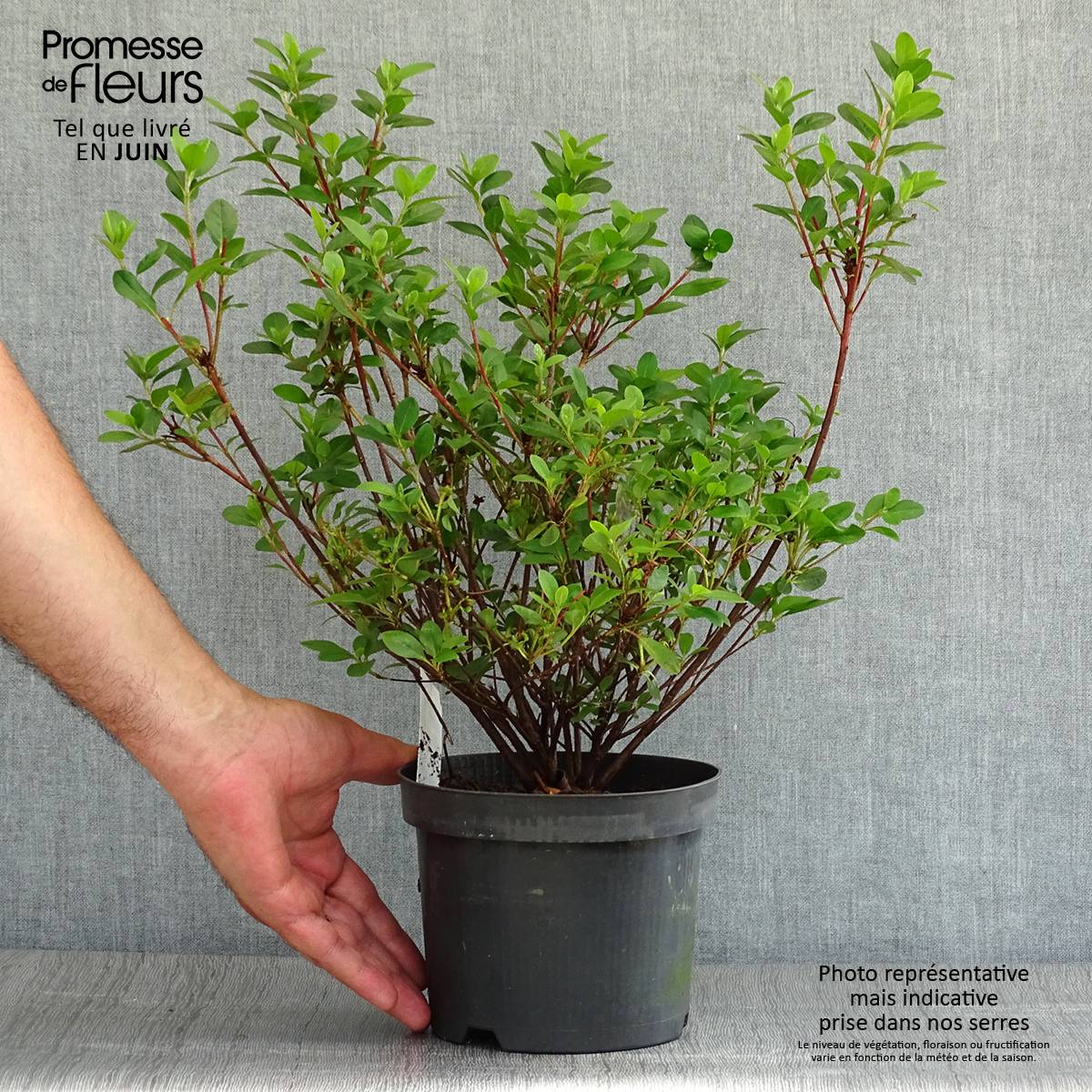 Promesse de Fleurs - Azalée du Japon Moederdag - Rhododendron japonica Pot de 2L/3L - Image 2