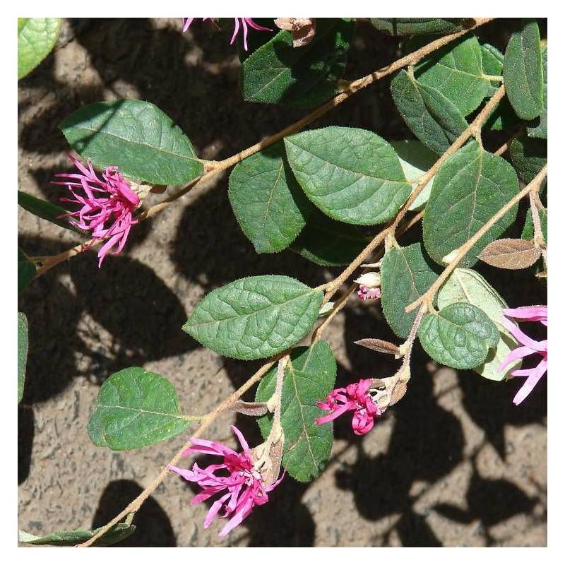 Loropetalum Fire Dance, Loropétale à fleurs Rose - feuillage Persistant - Pot de 3L - 40/60 cm-  hauteur à maturité De 0,50 m à 1,00 m - Imagen 1