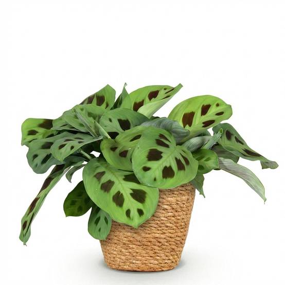 Maranta Fascinator Kerchoveana - H35cm - Image 3