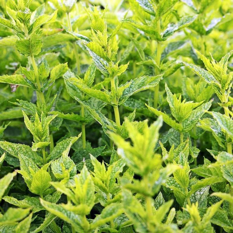 Menthe verte à fleurs Rose - feuillage Caduc - Lot de 3 godets-  hauteur à maturité De 0,50 m à 1,00 m - Imagen 2