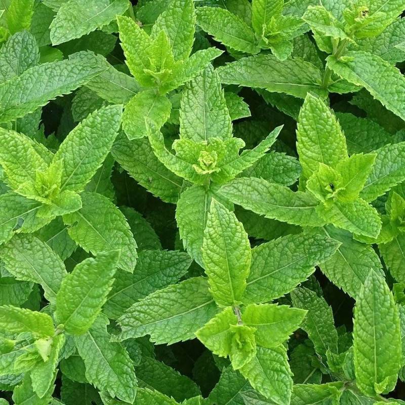 Menthe verte à fleurs Rose - feuillage Caduc - Lot de 3 godets-  hauteur à maturité De 0,50 m à 1,00 m - Imagen 3