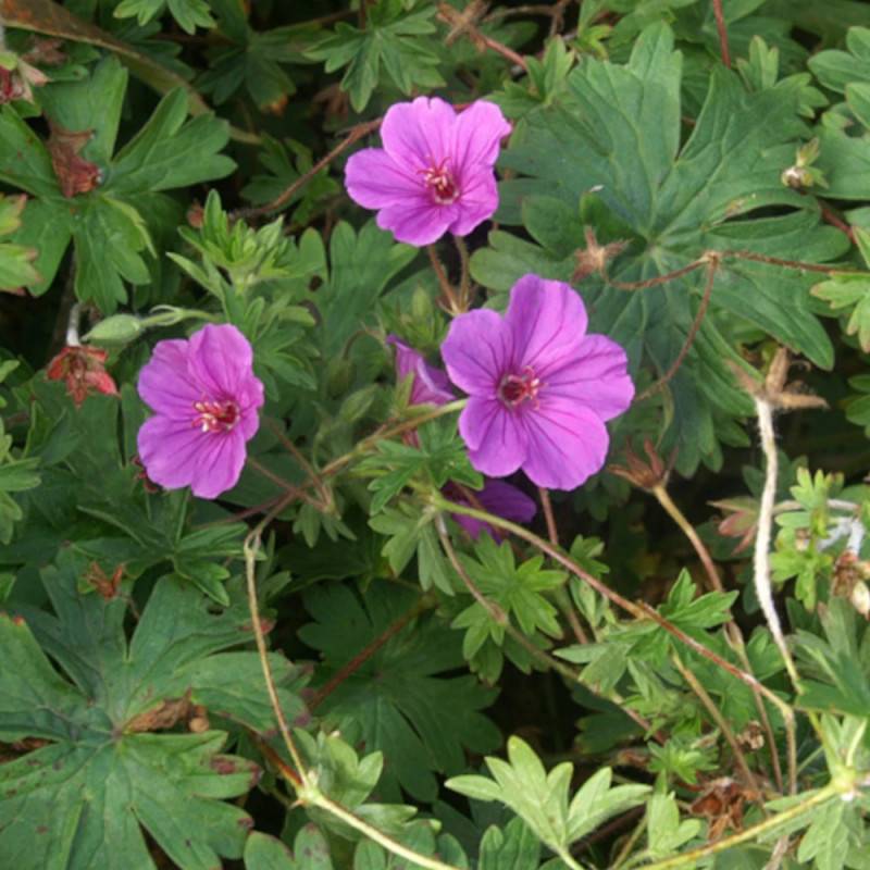 Géranium vivace Dilys à fleurs Rose - feuillage Persistant - Godet - 5/20 cm-  hauteur à maturité De 0,50 m à 1,00 m - Image 1