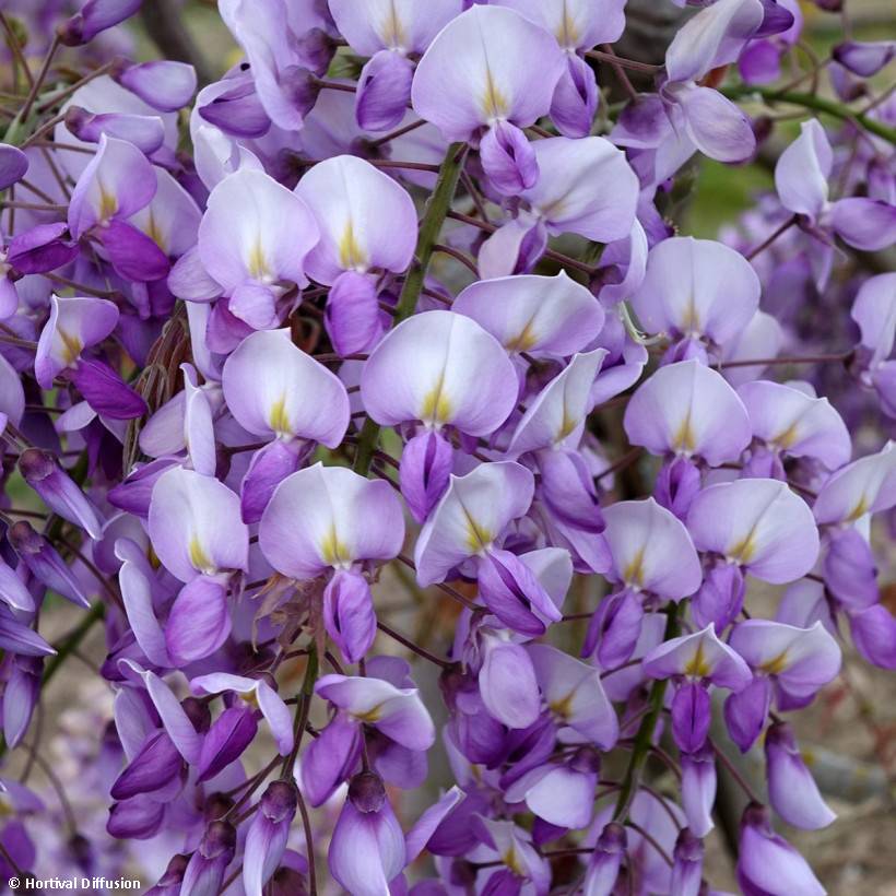 Promesse de Fleurs - Glycine Grande Diva Barbara - Wisteria (x) venusta Pot de 4L/5L