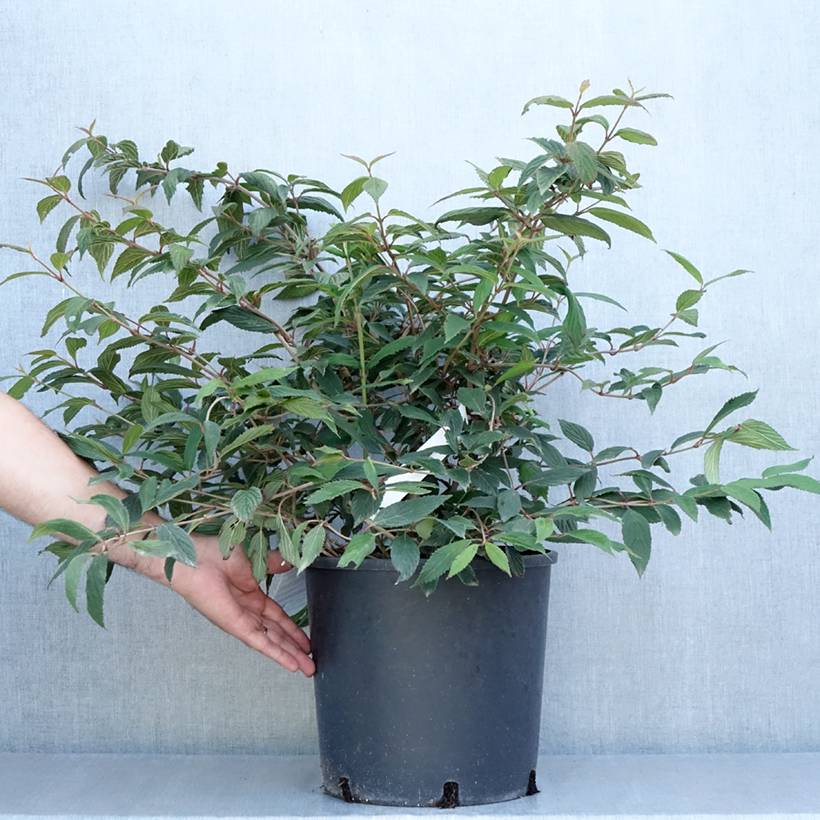 Viorne de Chine - Viburnum plicatum Molly Schroeder Pot de 7,5L/10L - Image 2