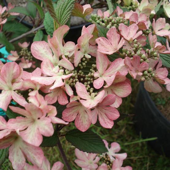 Viorne de Chine - Viburnum plicatum Molly Schroeder Pot de 7,5L/10L - Image 1